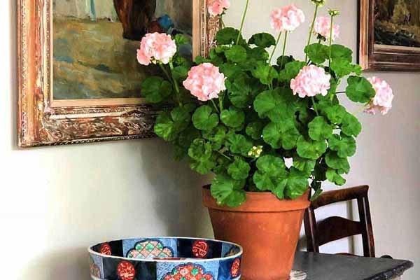 خاک گل شمعدانی